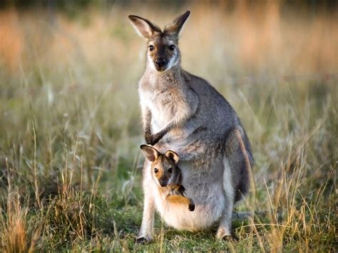 How Long Does A Baby Kangaroo Stay In The Pouch | The Tube