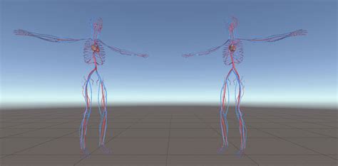 Image result for Blood Circulation Model