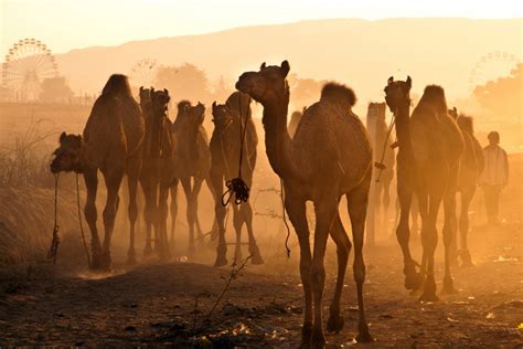 4N/5D Pushkar Camel Fair Tour from Delhi - All India Tour Packages by ...