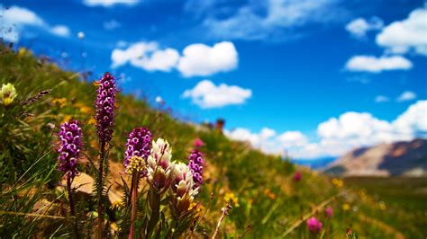 Download wallpaper 1920x1080 flowers, field, summer, flowering, grass ...