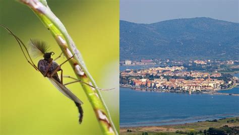 Travel hot spot seeks emergency declaration over massive bug ...