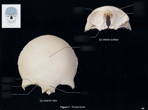 Image result for Frontal Bone Function