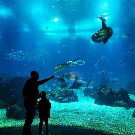 OCEANÁRIO DE LISBOA (2026) All You Need to Know BEFORE You Go (w ...