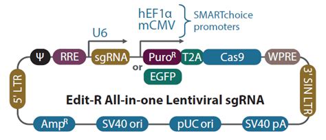 Edit-R predesigned all-in-one lentiviral sgRNA