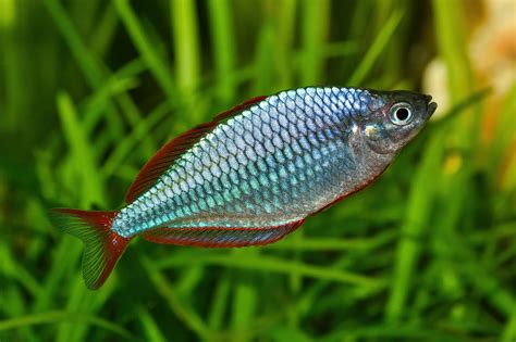 Real Rainbow Fish