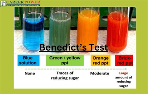 Image result for Benedict Test