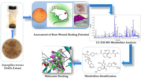 Wound Healing, Metabolite Profiling, and In Silico Studies of ...