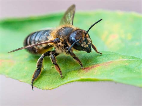 Leaf cutter bee - treatment and control | Love The Garden