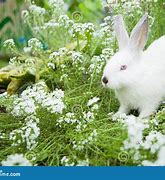 Image result for Bunnies Playing