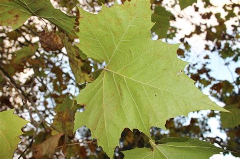 Image result for Maple Tree Leave CT