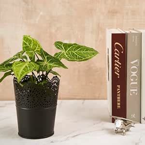 DecorTwist Metal Planter Pot 6 Inch Height | Flower Pot for Home Decor ...