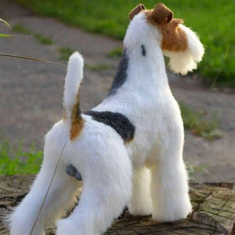 Fox terrier Puppy for sale in Delhi NCR | India | Dav Pet Lovers