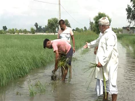 Punjab govt launches five-day drive to revive flood-hit mandis before ...