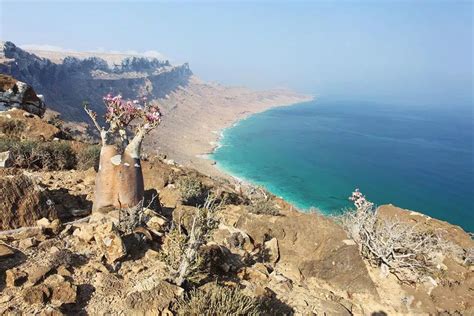 奇幻索科特拉岛，地球上最像外星的地方_也门