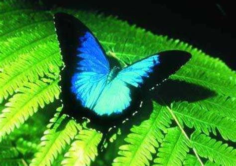 世界八大名贵蝴蝶 非洲长翅凤蝶上榜，第一是我国特有种_排行榜123网