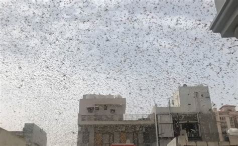 Gurugram Sky Turns Dark As Locusts Enter See Photos - तस्वीरों में ...