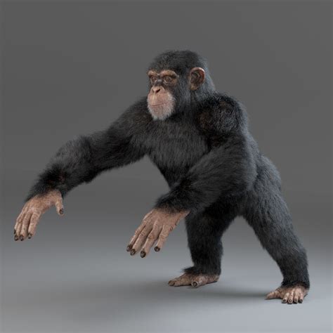 Chimp chimpanzee 3D - TurboSquid 1215032