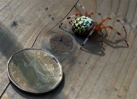 Female Araneus marmoreus (Marbled Orb-weaver) in Lambton Shores ...