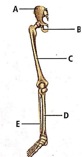 The figure is showing part of right pelvic girdle and lower limb bones ...