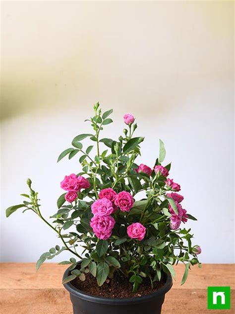 Buy Miniature Rose, Button Rose (Any Color) - Plant online from ...