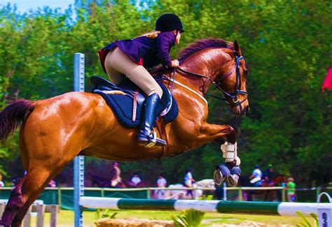 Horse Ride in Gulmarg - Book Now @ Rs.1199 (30% off)