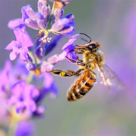 Prairie Flowers for Pollinator Gardens, L.E. Phillips Memorial Public ...