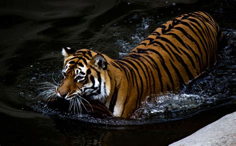 Discover the Top 7 Most Beautiful Zoos to Visit in Europe