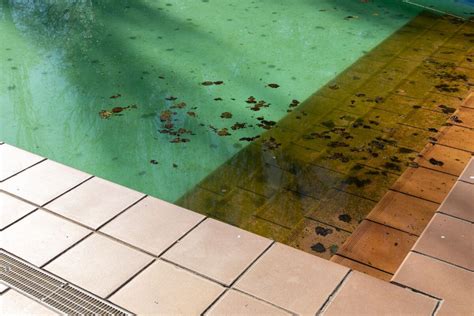 How Do You Get Rid Of Algae In A Swimming Pool | Storables