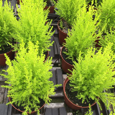 Lemon Cypress - A Fresh Addition to Your Garden