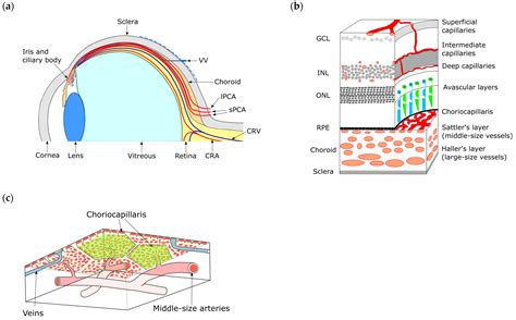 Molecular and Cellular Regulations in the Development of the Choroidal Circulation System