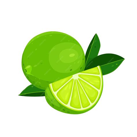 Fruta de lima y fruta de media lima aislada sobre fondo blanco vector ...