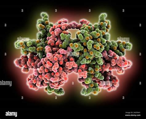 Single-stranded DNA-binding protein, molecular model. The function of ...