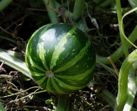 Best Summer Squash and Gourd Varieties to Grow at Home – AllThatGrows