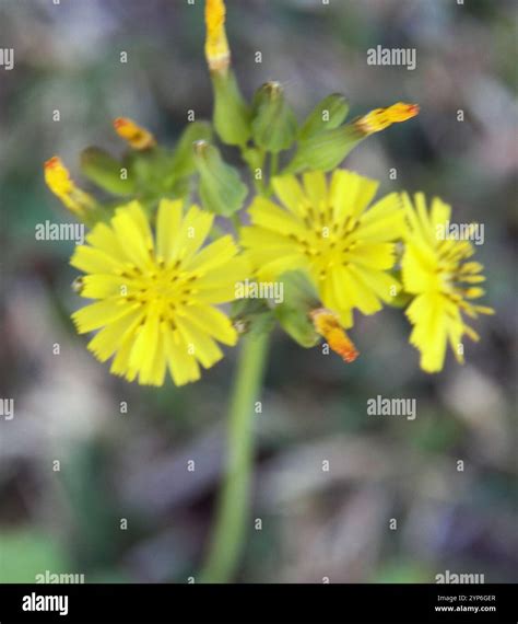 Oriental false hawksbeard (Youngia japonica Stock Photo - Alamy