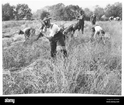 HARVESTING IN IRELAND - Soldiers "pulling" the Flax up by its roots ...