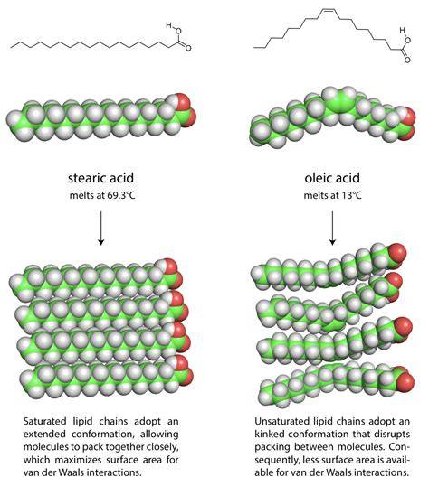 Saturated Fatty Acid - structure of fatty acids