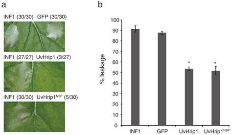 The Conserved Effector UvHrip1 Interacts with OsHGW and Infection of ...