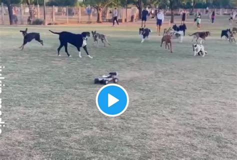 Image result for Beagles Chasing Remote Control Car