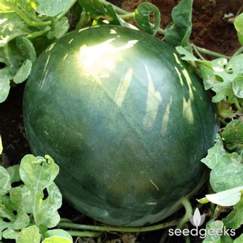 Black Diamond Watermelon Heirloom Seeds | Etsy