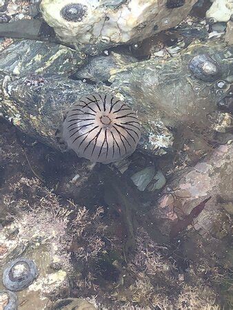 The Rock Pool Project - Falmouth | Tripadvisor