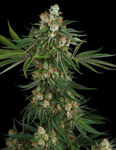 Fallout OG Strain (White Label Seeds) 🍋 Huge Yields!