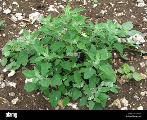 Fat hen, lamb's quarters or goosefoot, Chenopodium album, plant. An ...