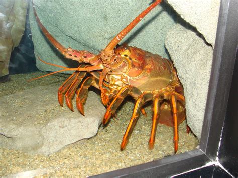 California spiny lobster, Panulirus interruptus (Characteristics, distribution, feeding ...