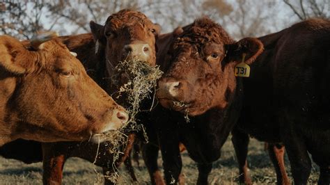 Organic Meat Farms 的图像结果