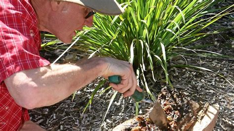 Image result for Tim Heard Native Bees