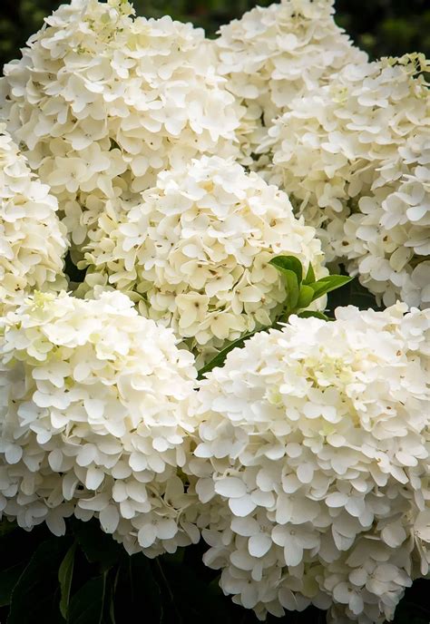 White wedding hydrangeas 60 photos - Astyledwedding.com