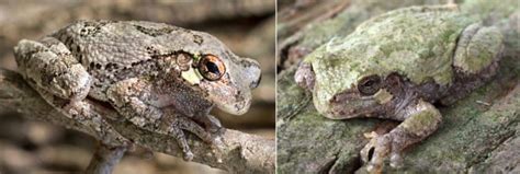 Image result for Different Tree Frogs