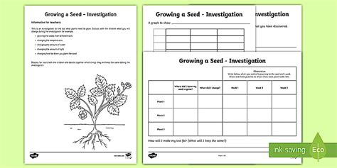 Plant Investigation KS1 Growing a Seed Activity