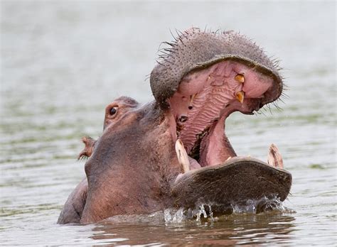 AMBER RIVER CAMP - OKAVANGO HIDDEN GEMS (Maun) - Campground Reviews ...