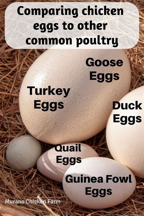 Comparing different types of eggs – Artofit